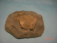 藏品(螃蟹(隆背蟹))的圖片